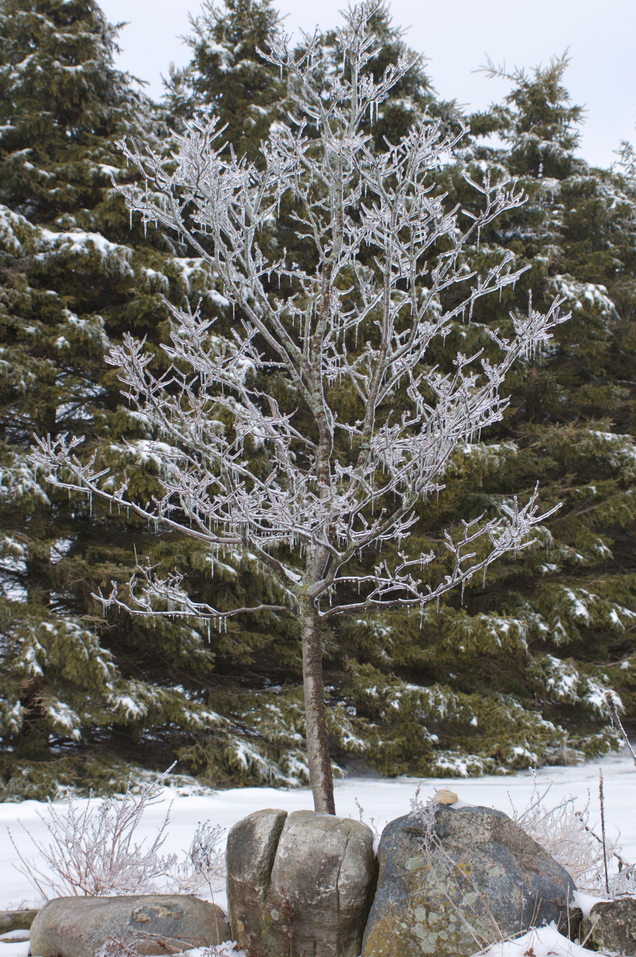 Illustration for article titled Ice Storm